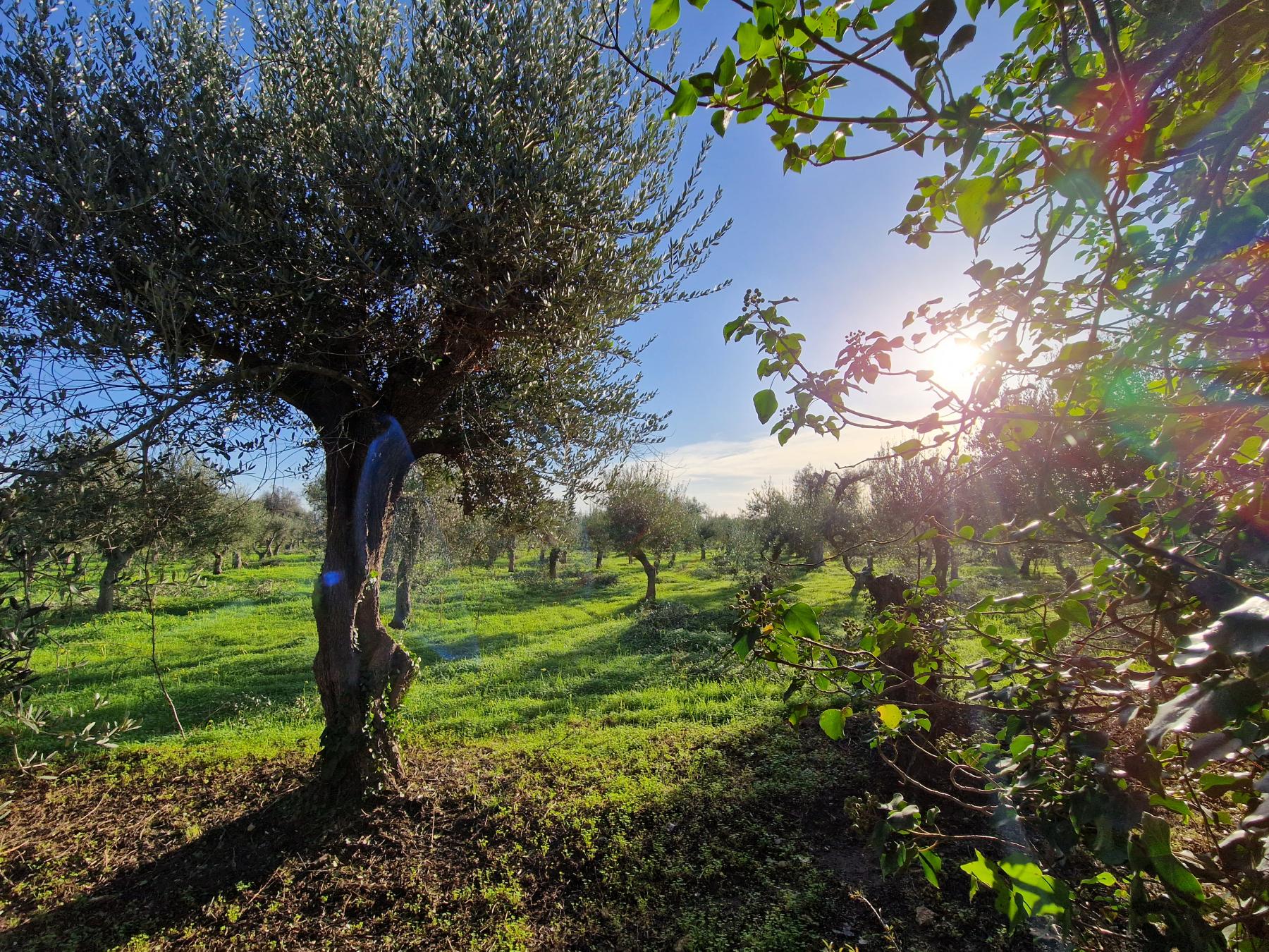 Masseria Terra di Marina - Accommodates: 19 Beds: 6 Singles, 6 Kings and a sofa bed (Entire Property)