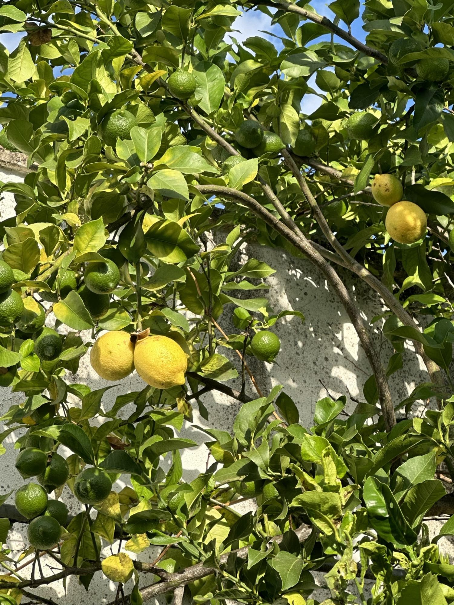 Masseria Terra di Marina - Italy Heaven -  Masseria Terra di Marina