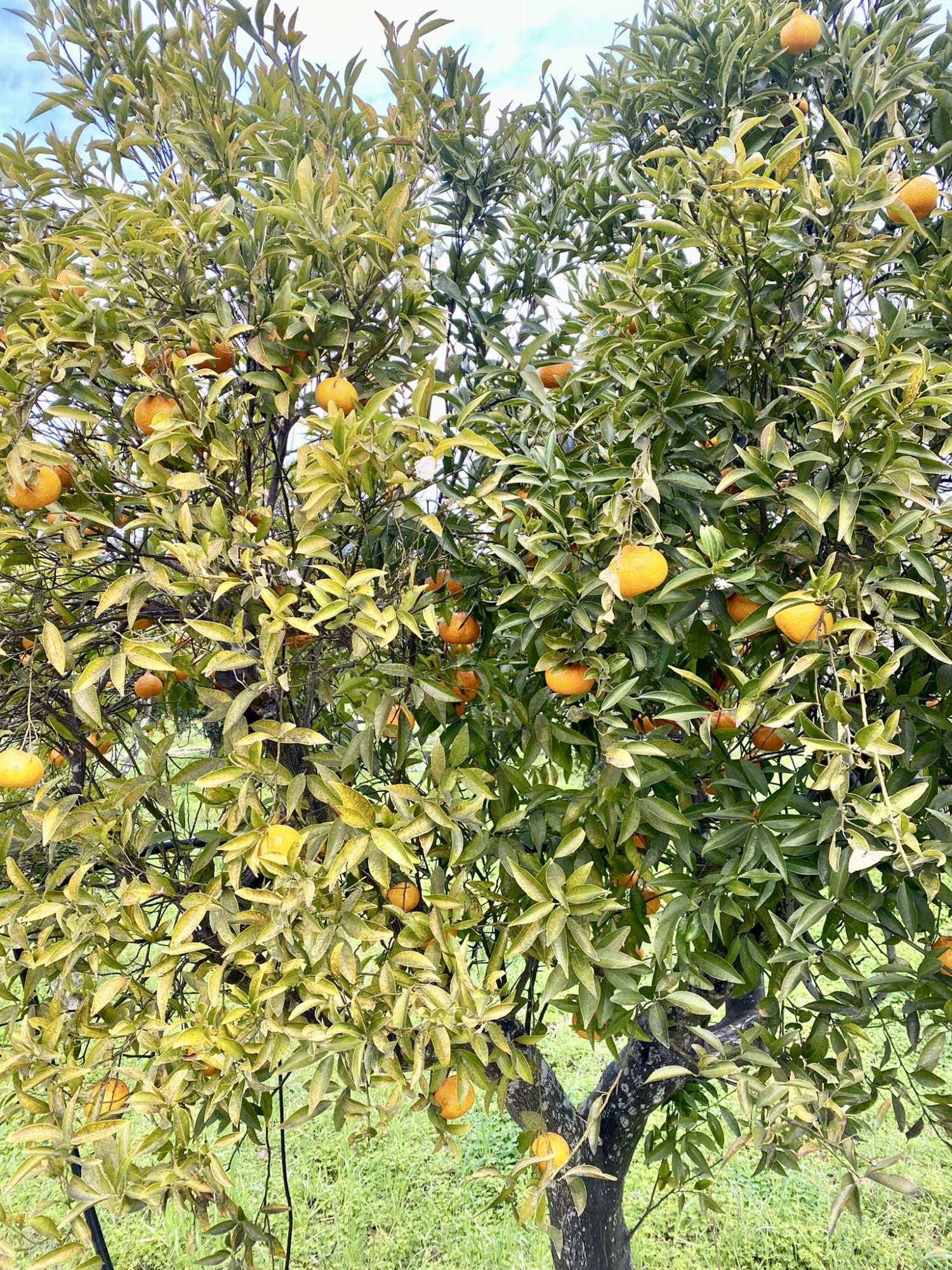 Masseria Terra di Marina - Italy Heaven -  Masseria Terra di Marina