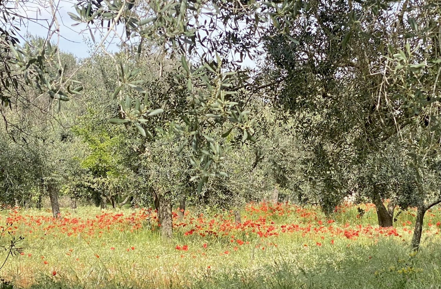 Masseria Terra di Marina - Italy Heaven -  Masseria Terra di Marina