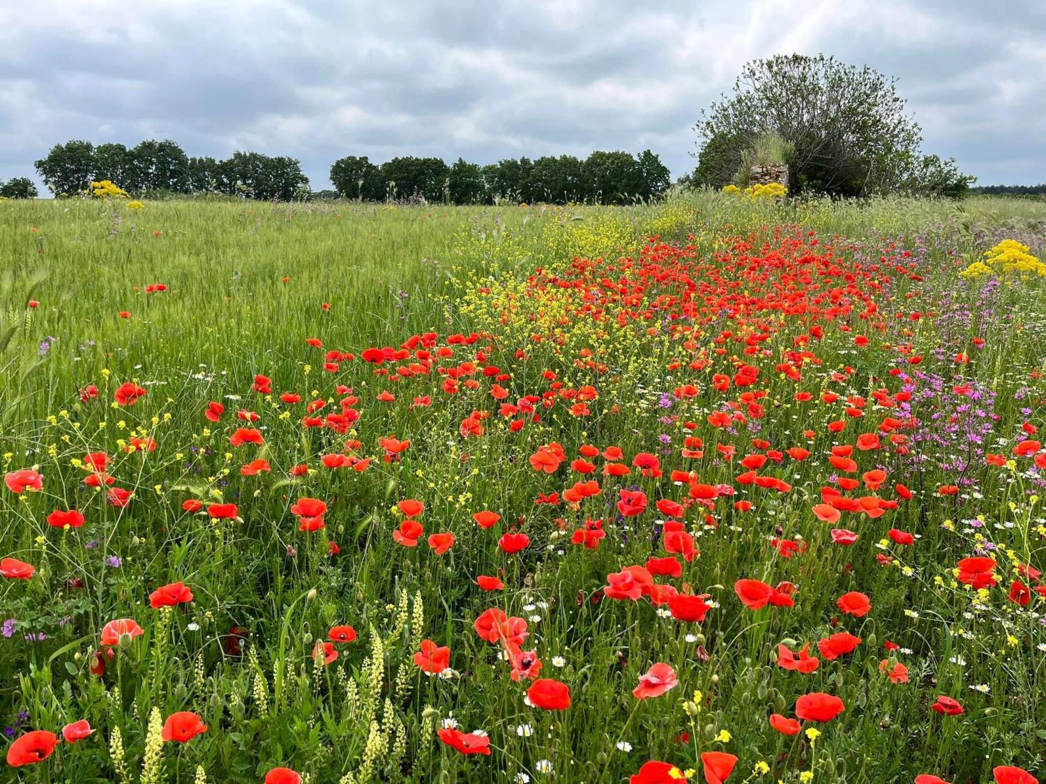 Masseria Terra di Marina - Italy Heaven -  Masseria Terra di Marina