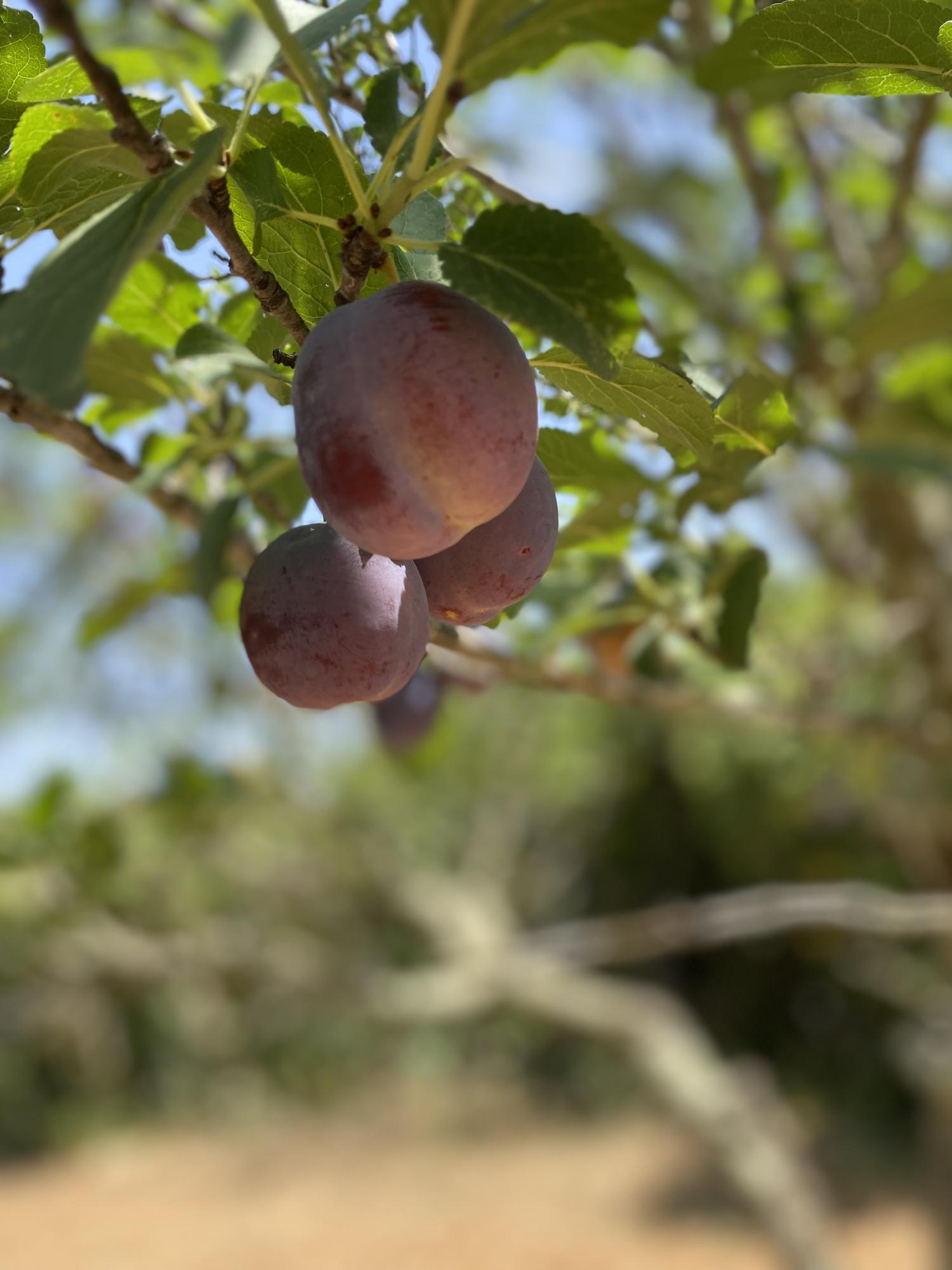 Masseria Terra di Marina - Italy Heaven -  Masseria Terra di Marina