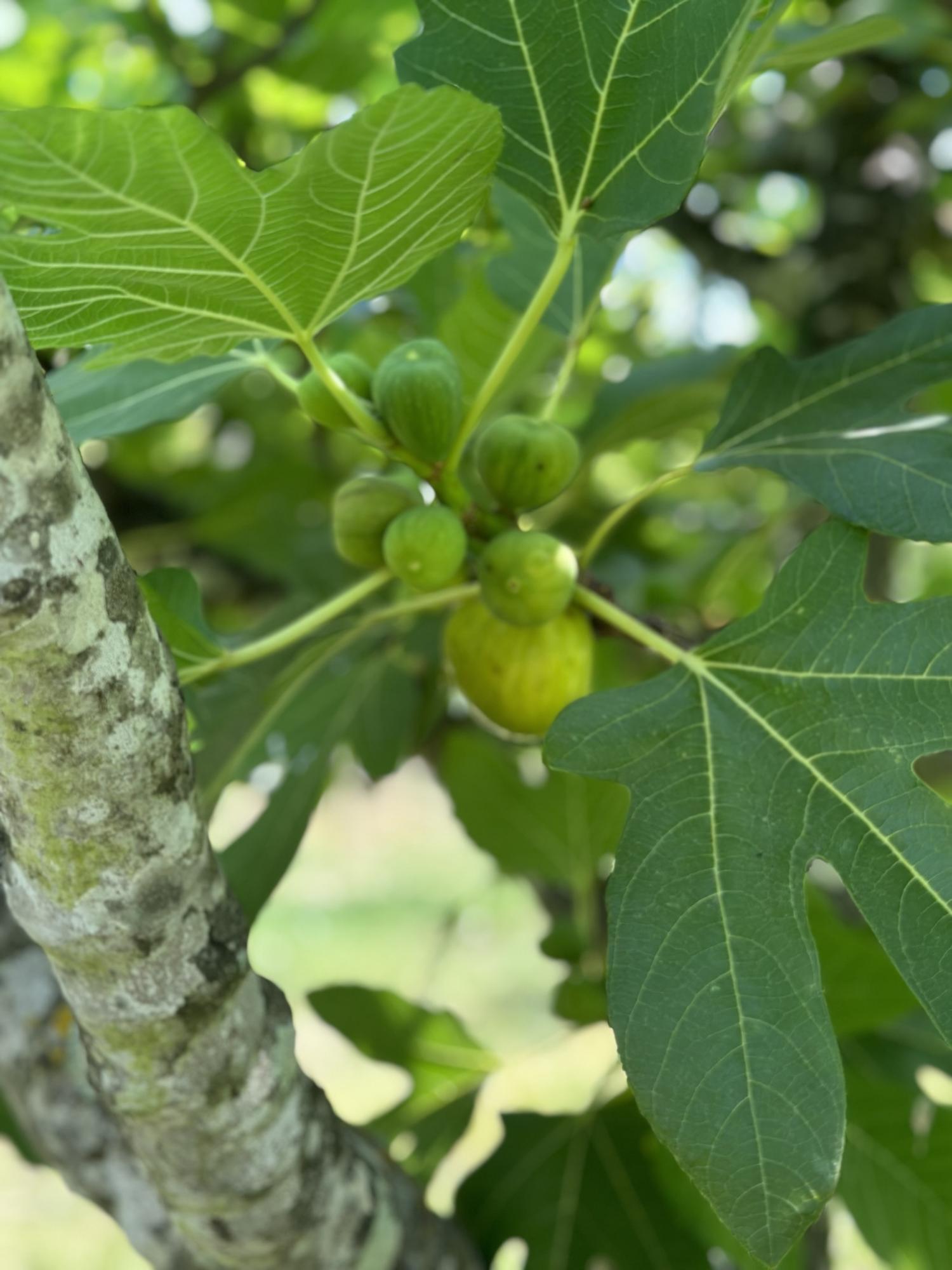Masseria Terra di Marina - Italy Heaven -  Masseria Terra di Marina